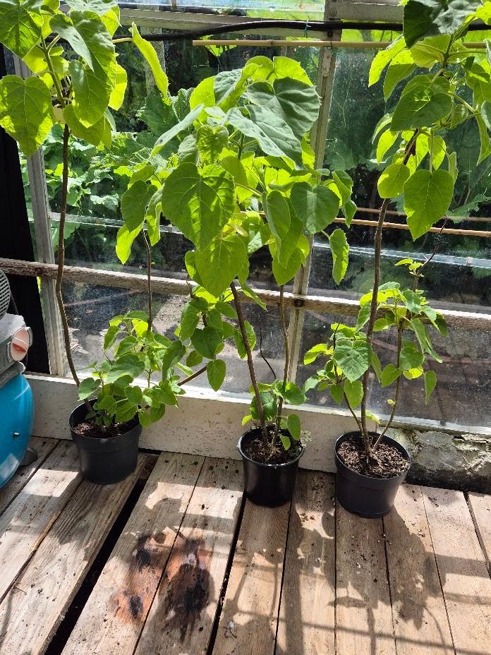 Paulownia Tomentosa, Tuin en Terras, Planten | Bomen, Ophalen, Lente, In pot