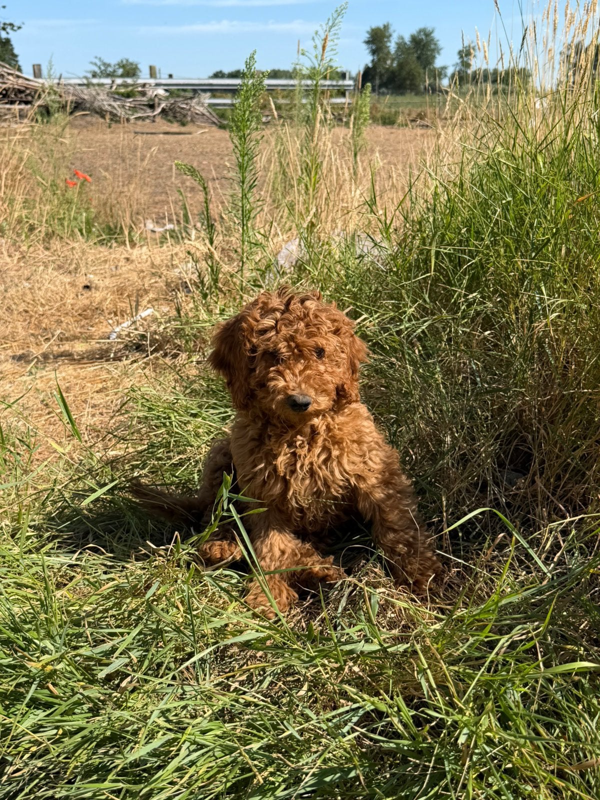 Mooie mini labradoodle pups!, Maladie de Carré (chiens), Labrador retriever, Plusieurs, Belgique