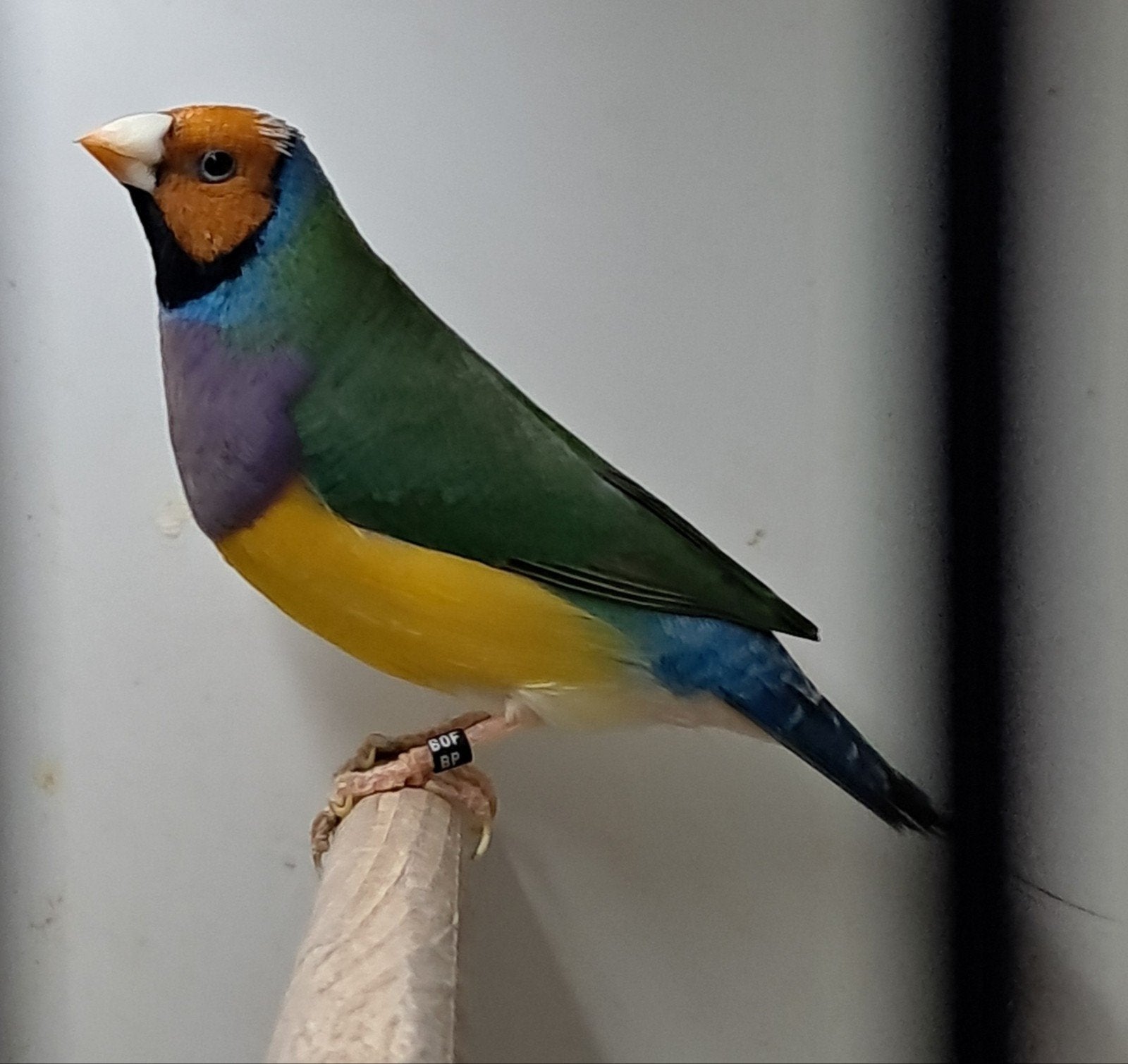 koppel wildkleur Gouldamadine, Dieren en Toebehoren, Vogels | Overige Vogels, Meerdere dieren, Tropenvogel, Geringd