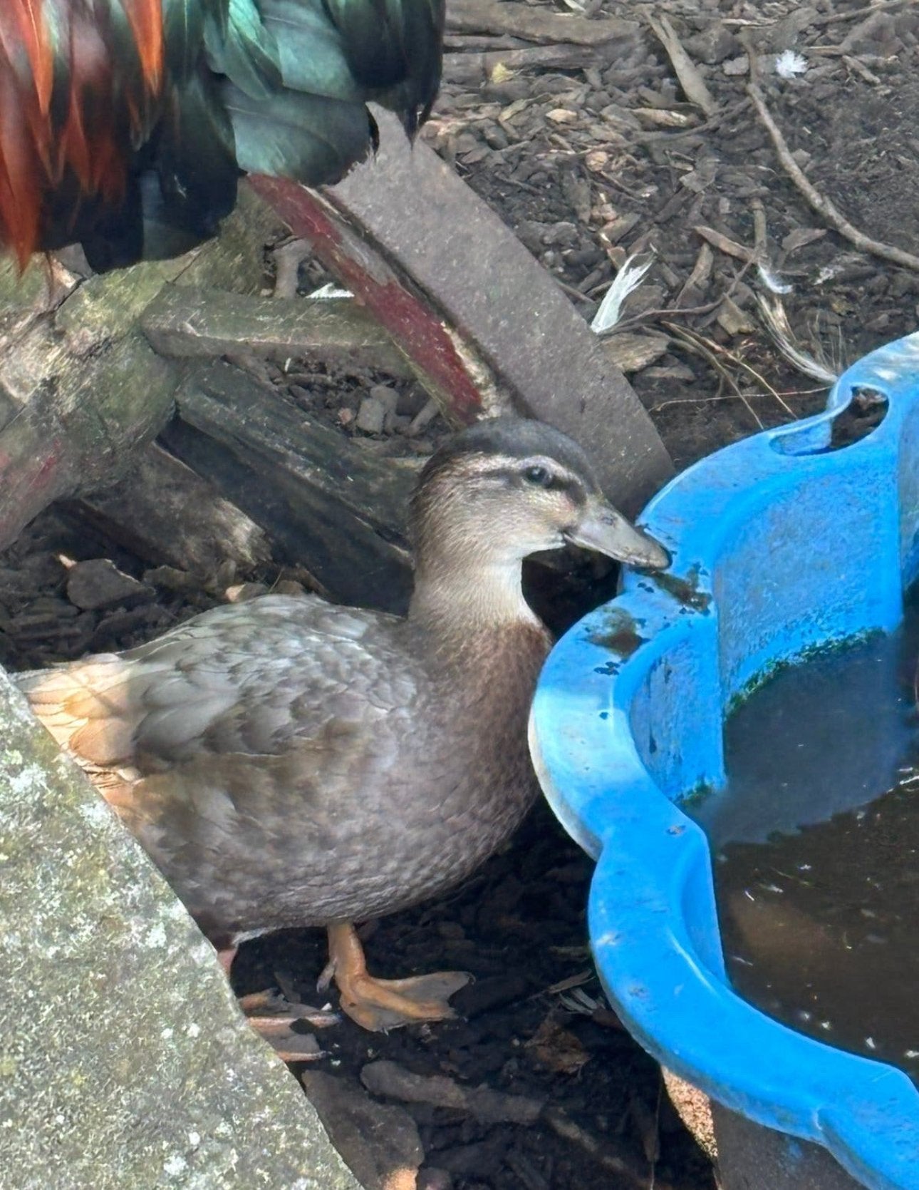 Hollandse kwaker man, Dieren en Toebehoren, Mannelijk, Eend