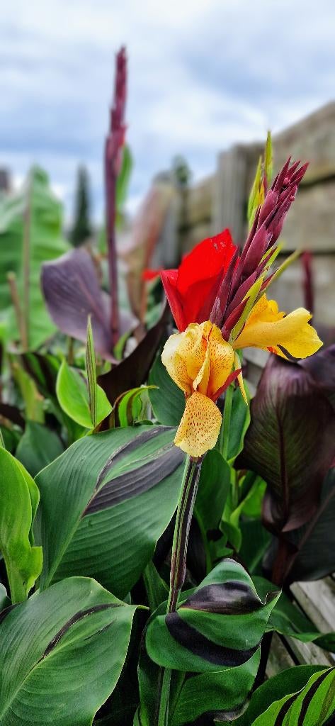 Canna Cleopatra, Volle zon, Vaste plant, Zomer, Ophalen