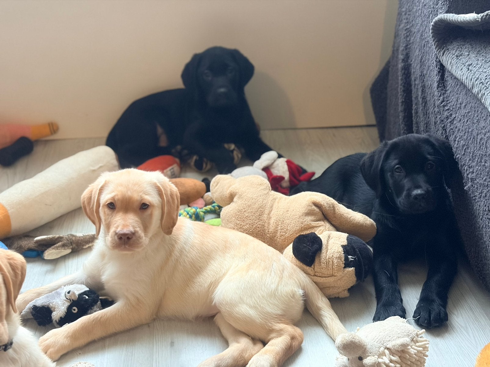 Echt in huis gefokte labrador pups super sociaal, Maladie de Carré (chiens), 8 à 15 semaines, Labrador retriever, Plusieurs