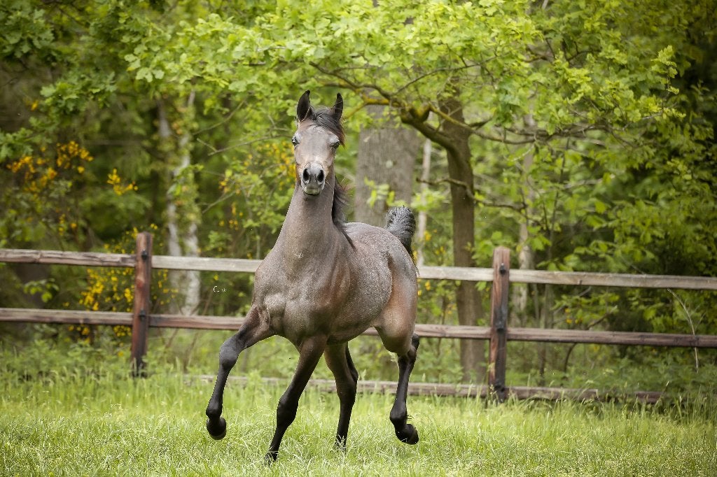 Arabisch Volbloed merrietje, Dieren en Toebehoren, Merrie, Niet van toepassing, Met stamboom, 0 tot 2 jaar