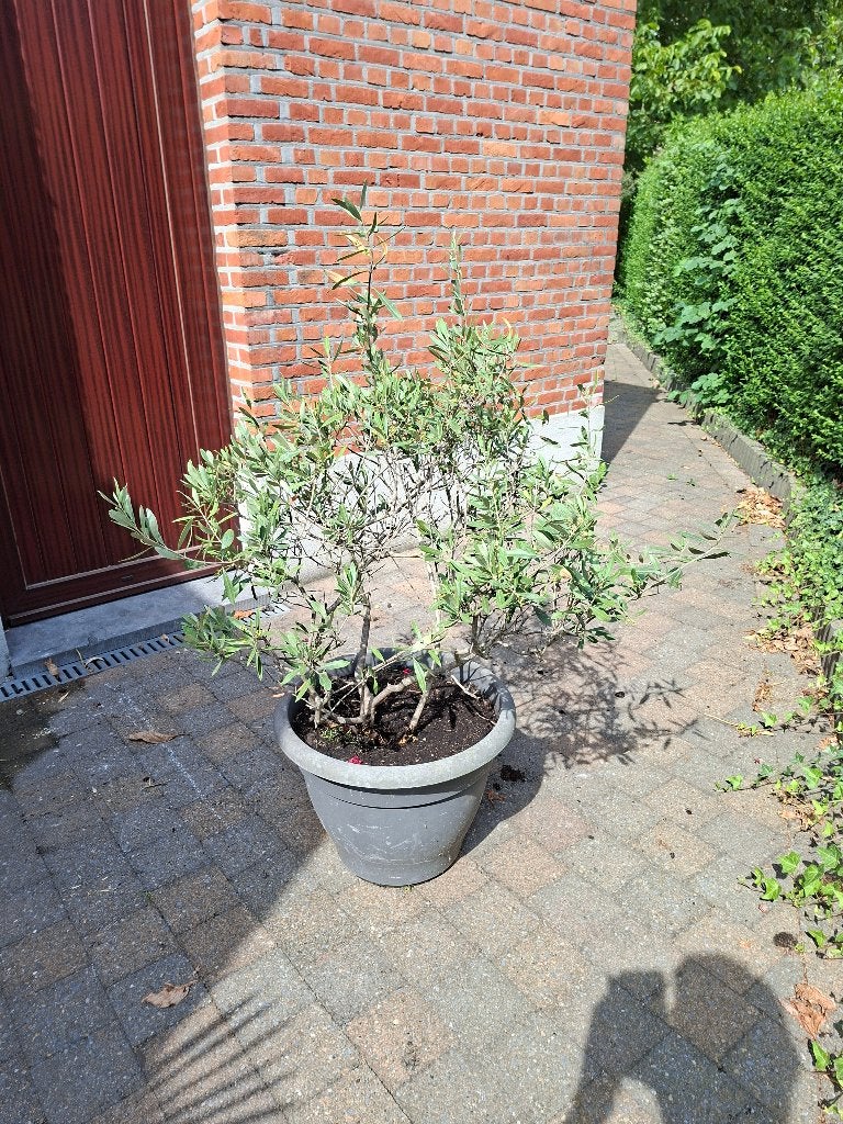 Olijfboompje, Tuin en Terras, Planten | Tuinplanten, Volle zon, Vaste plant, Lente, Ophalen