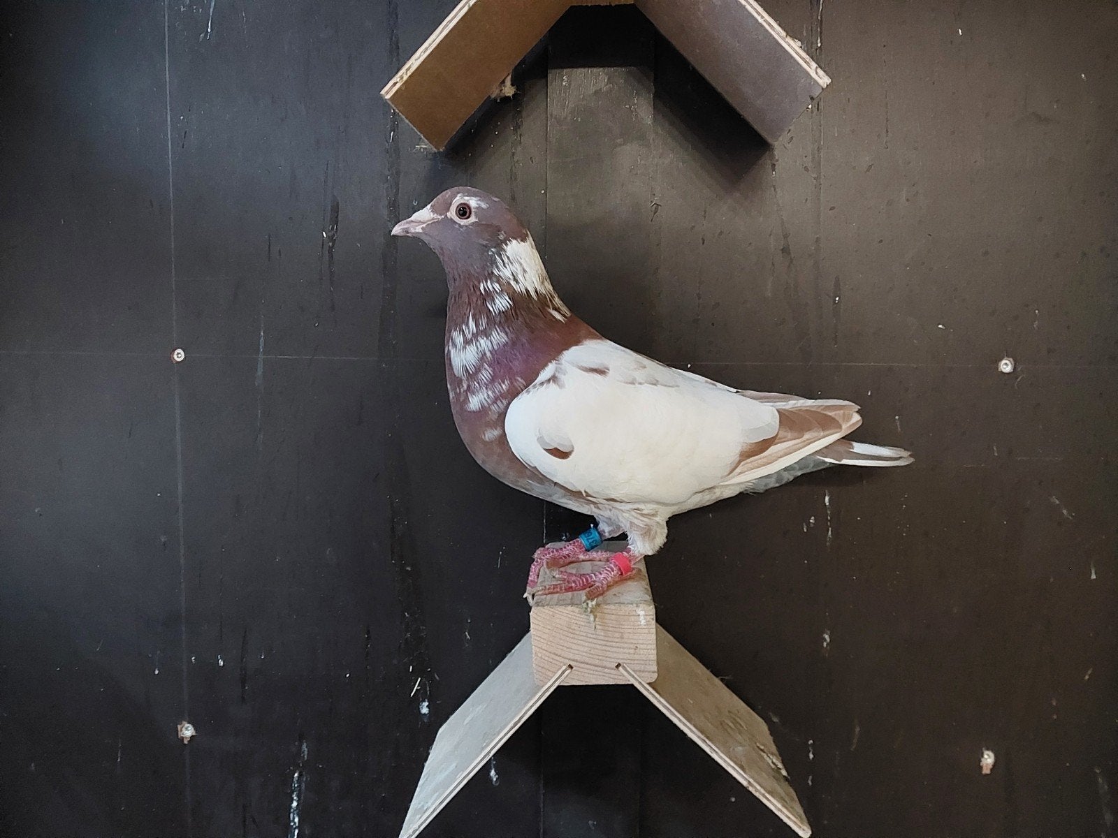 choco postduif doffer gezocht in Vlaanderen, Dieren en Toebehoren, Vogels | Duiven, Mannelijk, Postduif