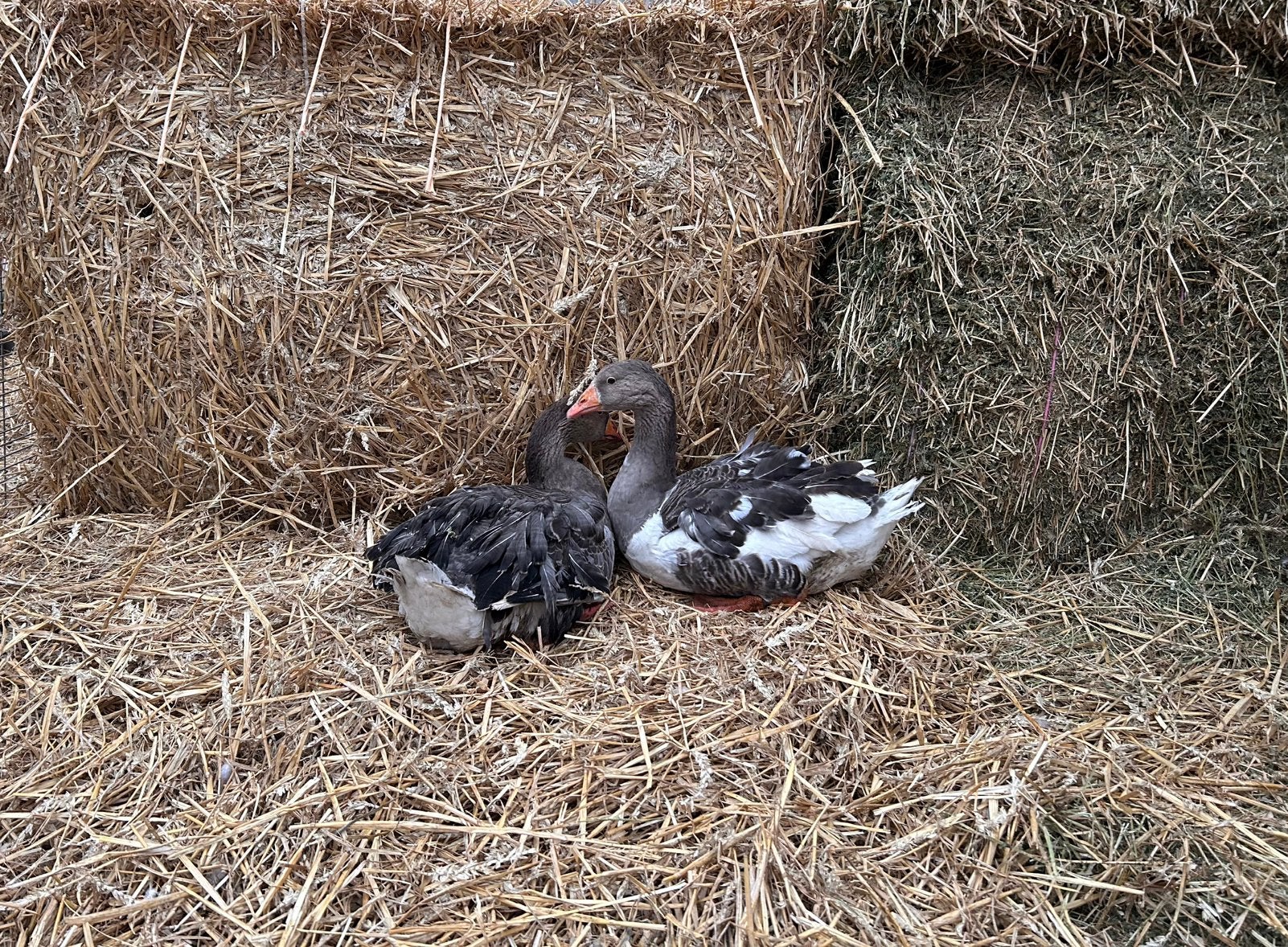 Koppels krulveerganzen, Animaux & Accessoires, Volatiles, Plusieurs animaux, Oie ou Cygne