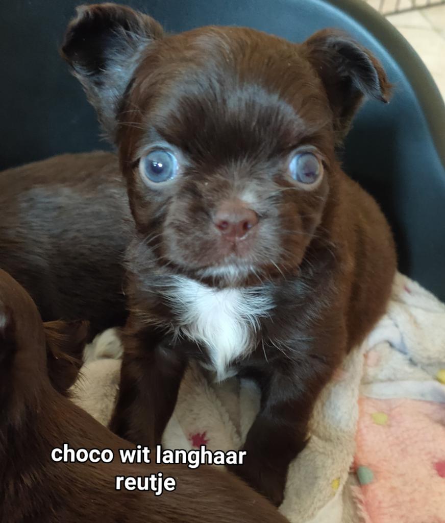 Prachtige langharige chihuahua pups., Dieren en Toebehoren, Honden | Chihuahua's en Gezelschapshonden, België, Fokker | Hobbymatig
