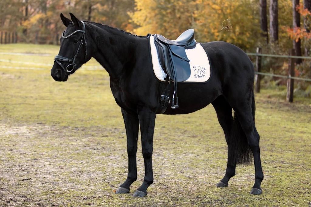 2 drachtige fokmerries, Dieren en Toebehoren, Paarden, Merrie, Met stamboom, Niet van toepassing, Dressuurpaard