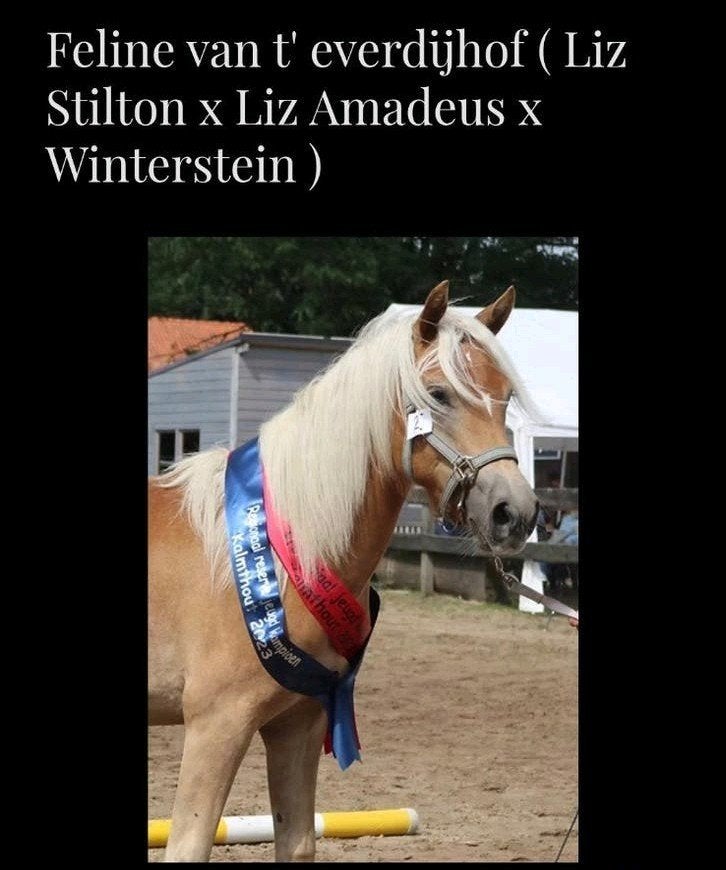 4 jarige haflinger merrie, Animaux & Accessoires, Chevaux, Jument