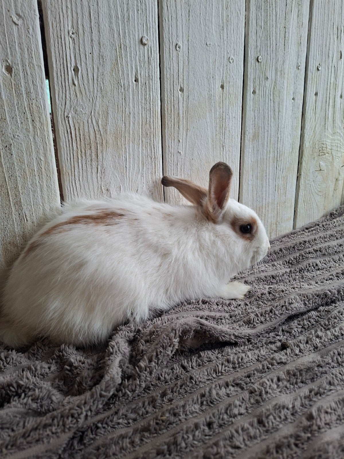 Dwergkonijntje, Dieren en Toebehoren, Mannelijk, Dwerg, 0 tot 2 jaar