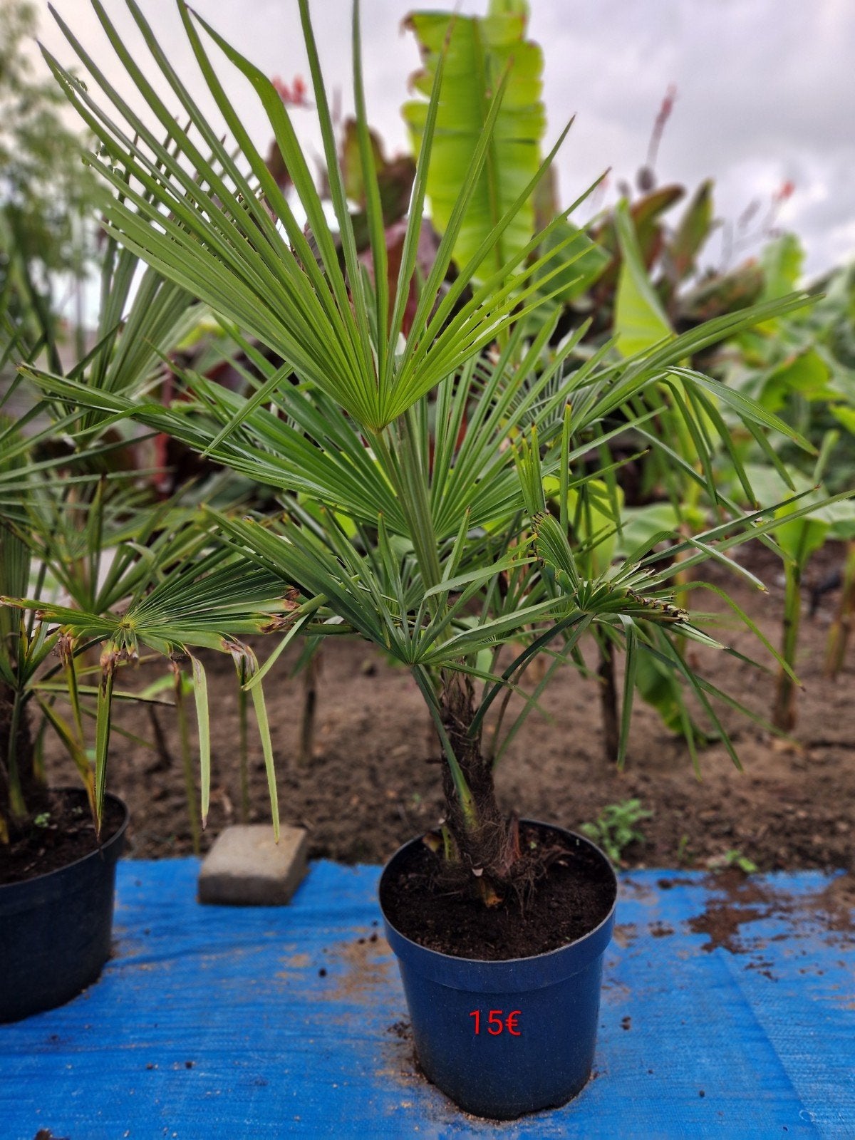 Trachycarpus winterharde palm eigen kweek 15€  - 40€, Ophalen