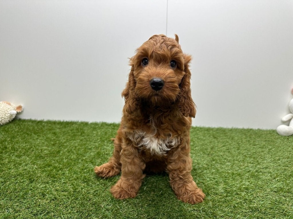 Cockapoo pups (F1), België, 15 weken tot 1 jaar, CDV (hondenziekte), Meerdere