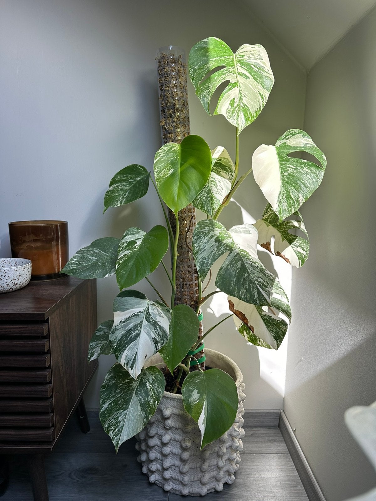 Monstera albi variegata, Huis en Inrichting, Kamerplanten, Ophalen
