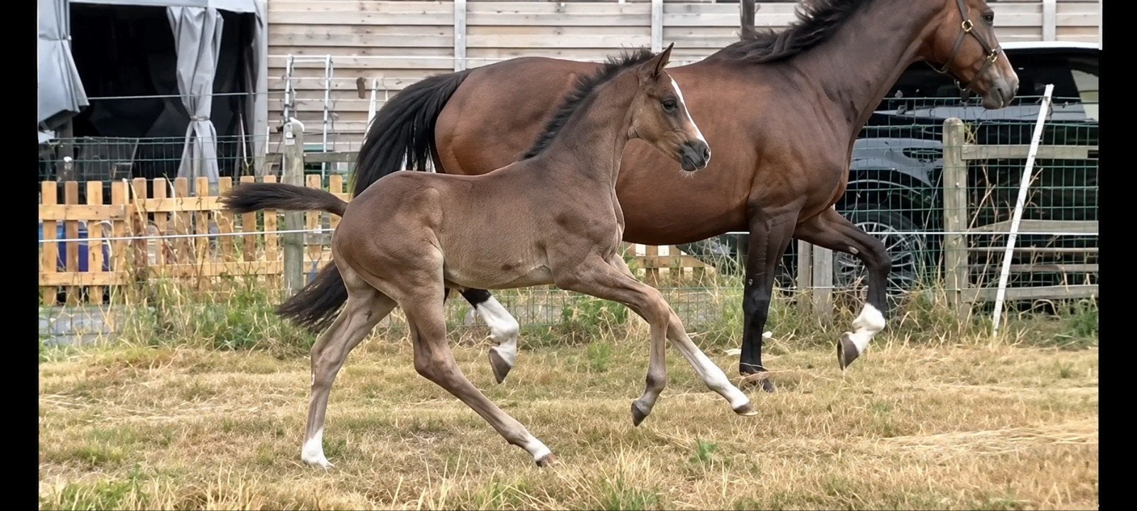Merrie veulen: Zonik Plus x Danciano x Don Romantic., Dieren en Toebehoren, Merrie, Met stamboom, Dressuurpaard, 0 tot 2 jaar