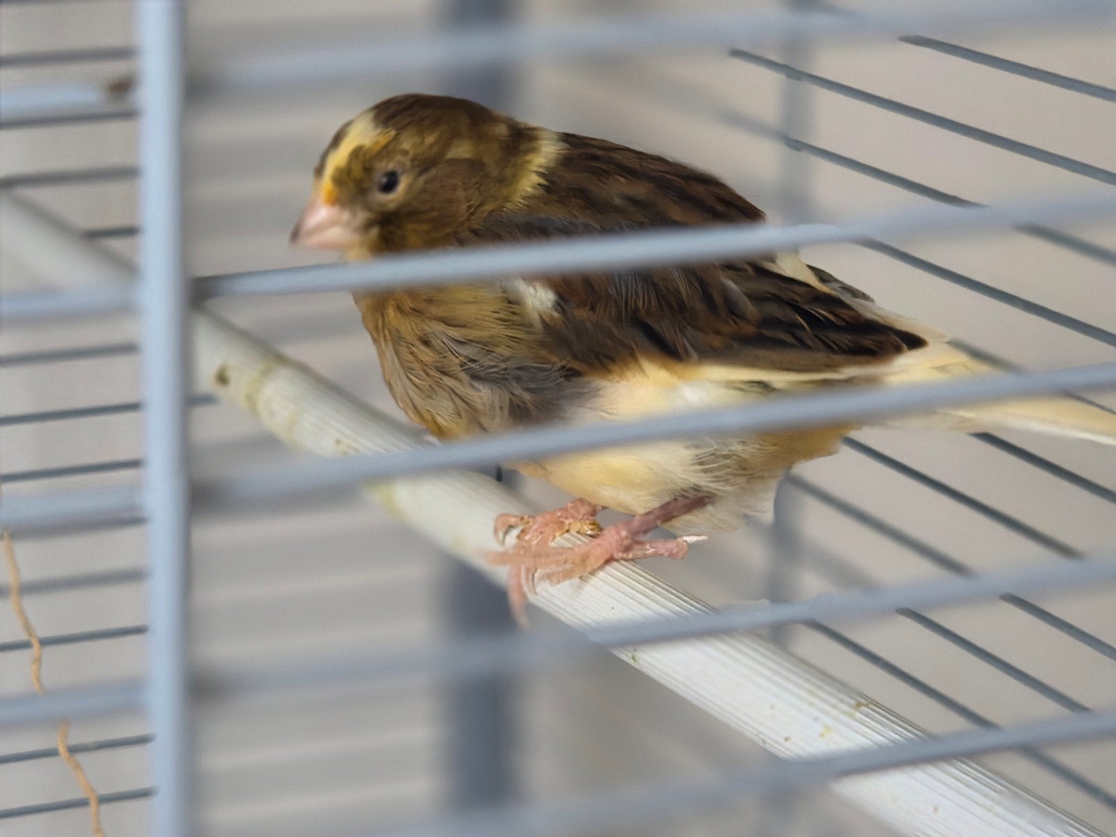 2 kanaries. 15 euro per vogel. 2 maand oud, Dieren en Toebehoren, Geslacht onbekend