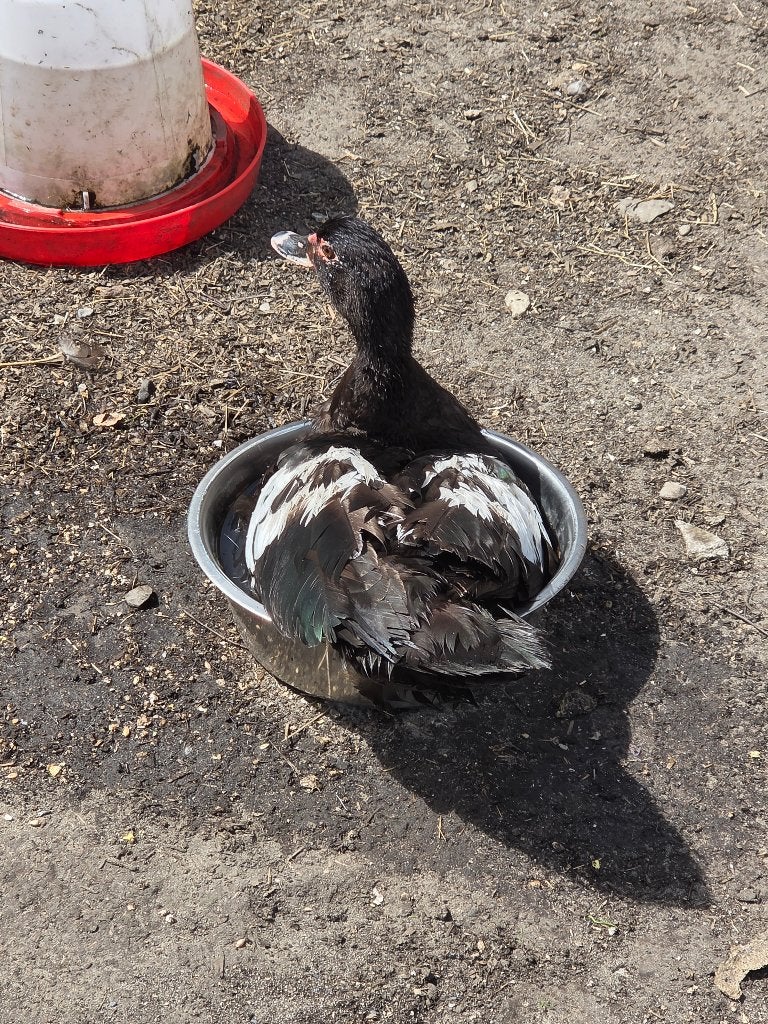 Muskuseend barberie eend (slacht), Dieren en Toebehoren, Pluimvee, Vrouwelijk, Eend