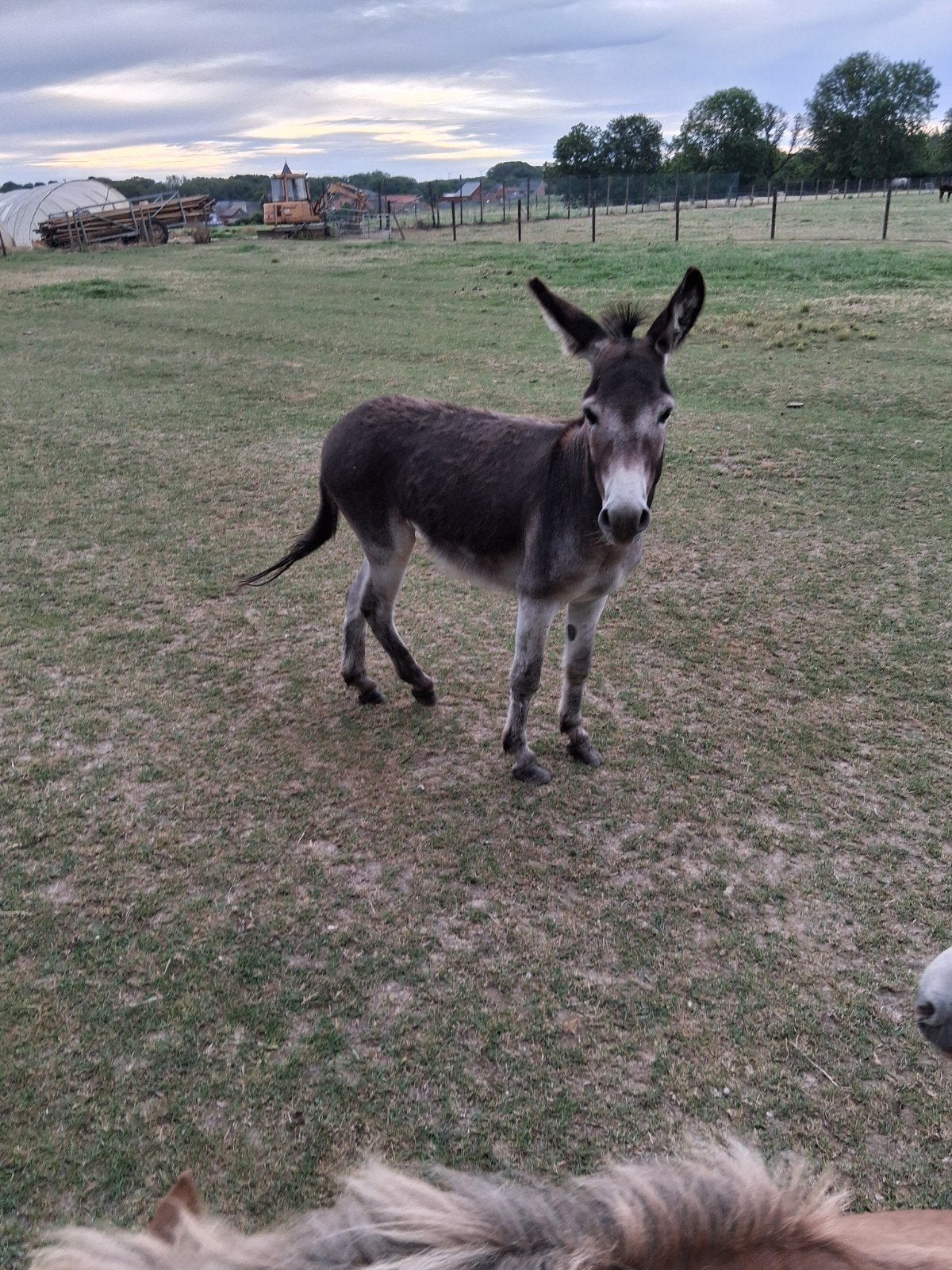 ezel, Animaux & Accessoires