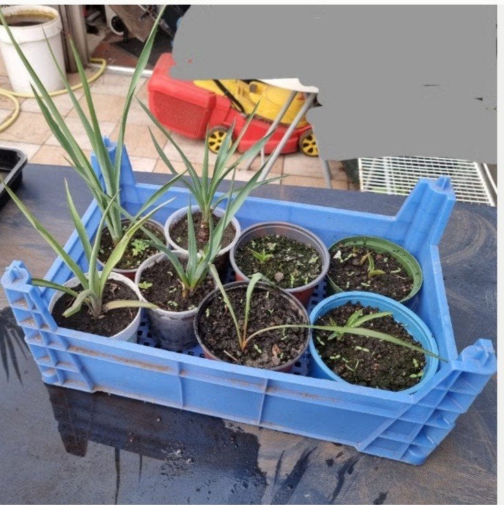 Gewortelde en gepotte Yucca plantjes, 0,50€/st GRATIS krat, Tuin en Terras, Ophalen of Verzenden