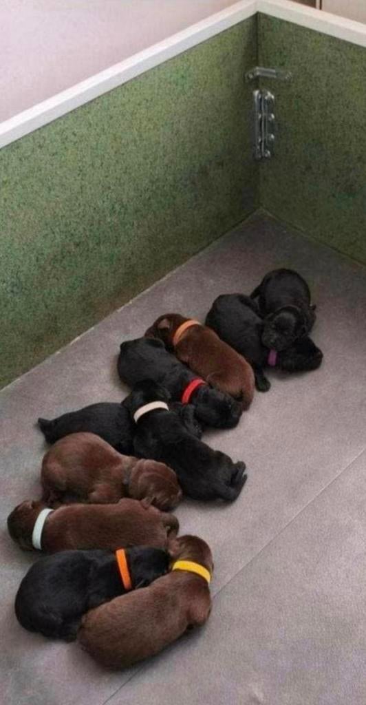 Na nestje Labrador pups mag weg deze werpkist., Enlèvement