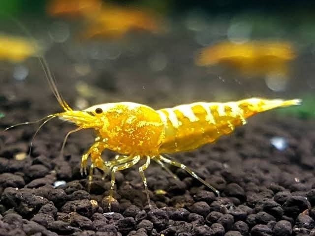 Yellow Galaxy zebra/fishbone  caridina garnalen, Dieren en Toebehoren