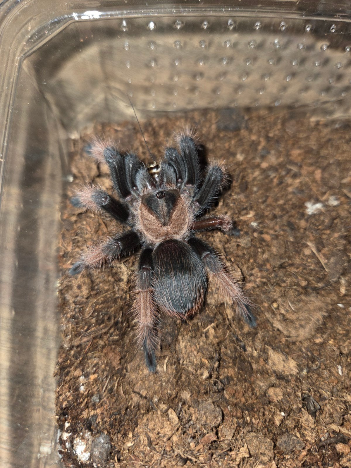 Diverse vogelspinnen, Dieren en Toebehoren, Spin of Schorpioen