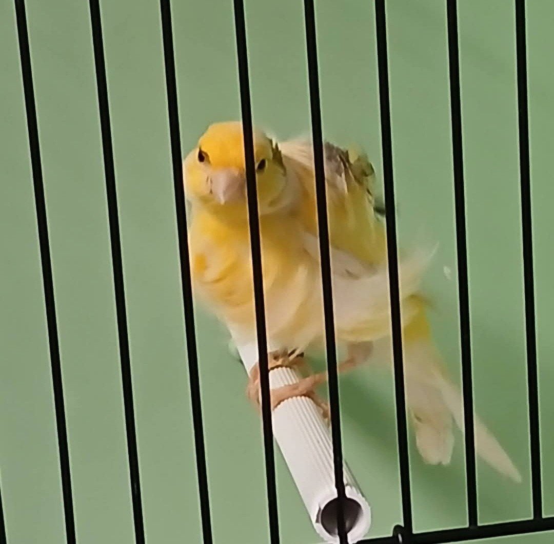 fiorino, Dieren en Toebehoren