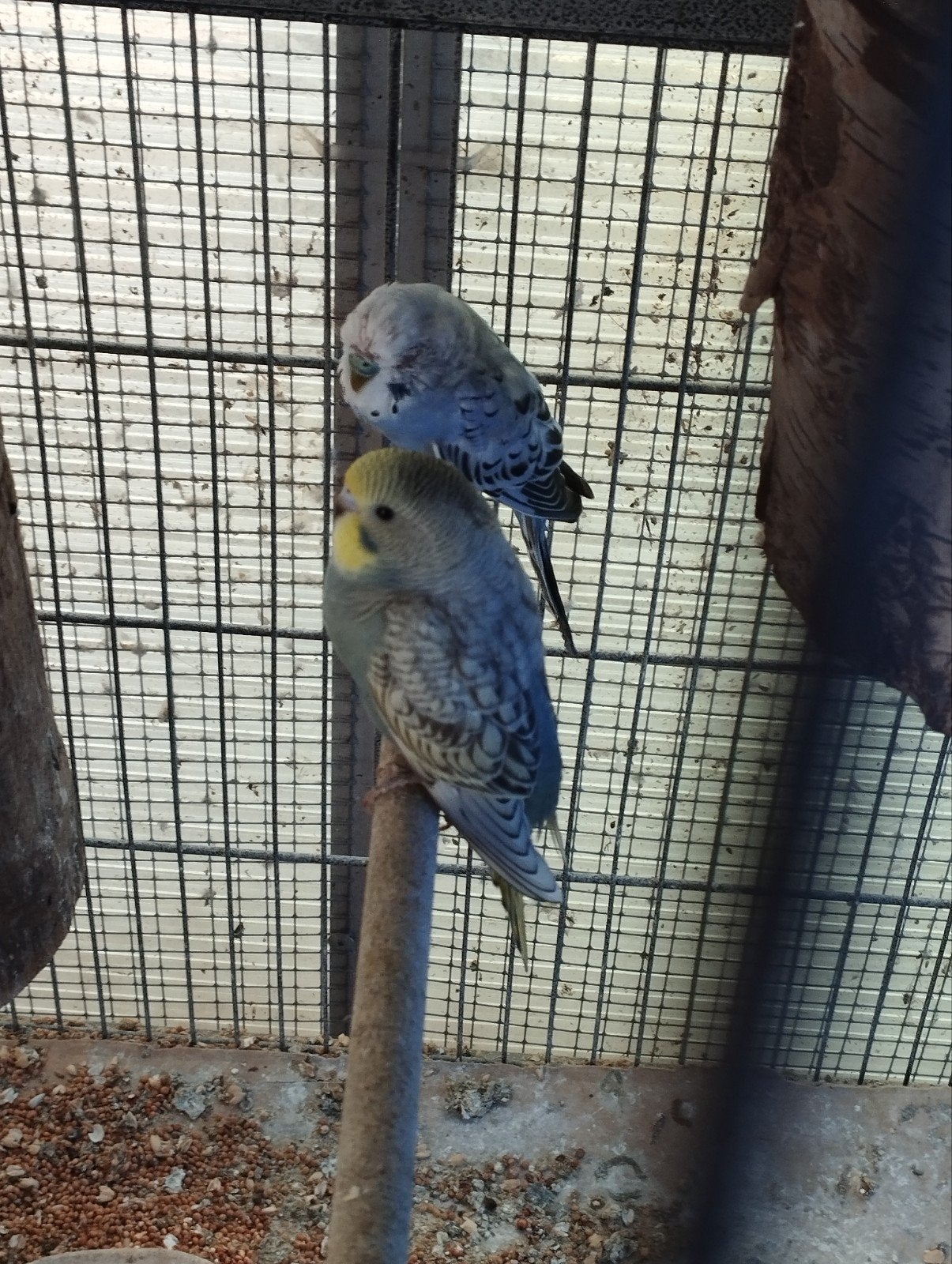 grasparkietjes, Dieren en Toebehoren, Vogels | Overige Vogels, Tam