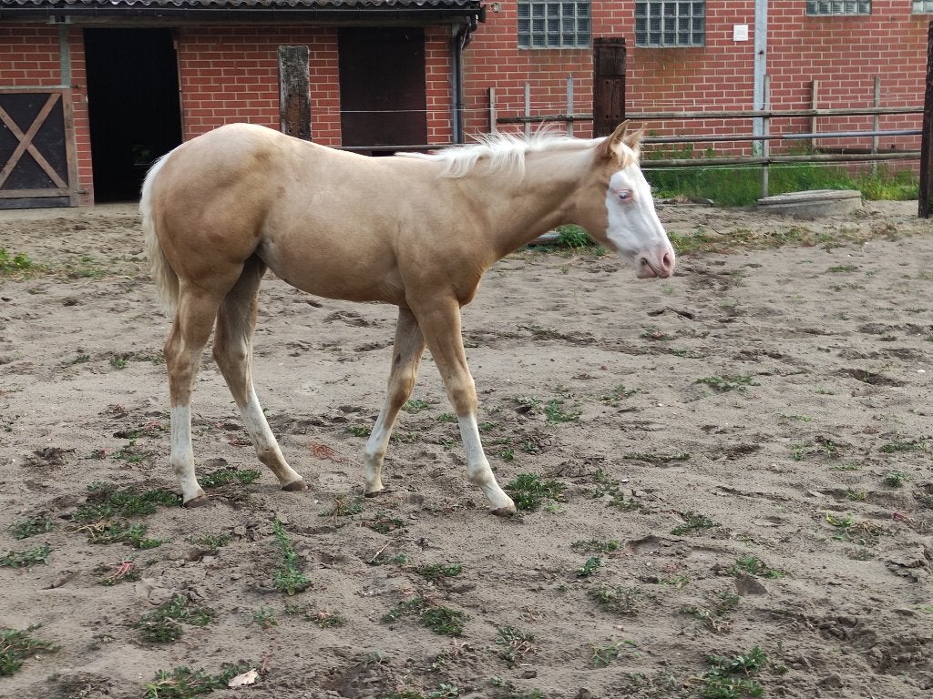 Palomino en bay dun merrieveulen met zeer mooie pedigrees, Merrie, Minder dan 160 cm, Met stamboom, 0 tot 2 jaar