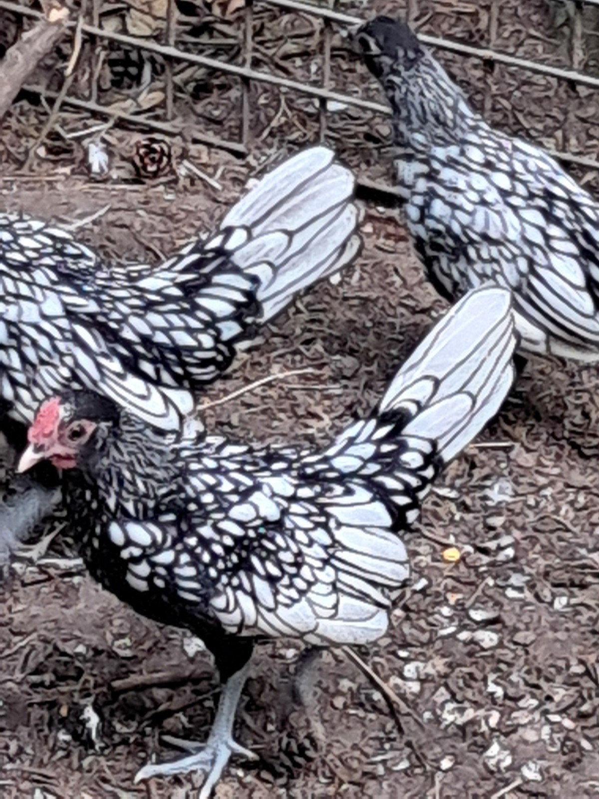 Sebright trio, Dieren en Toebehoren, Pluimvee