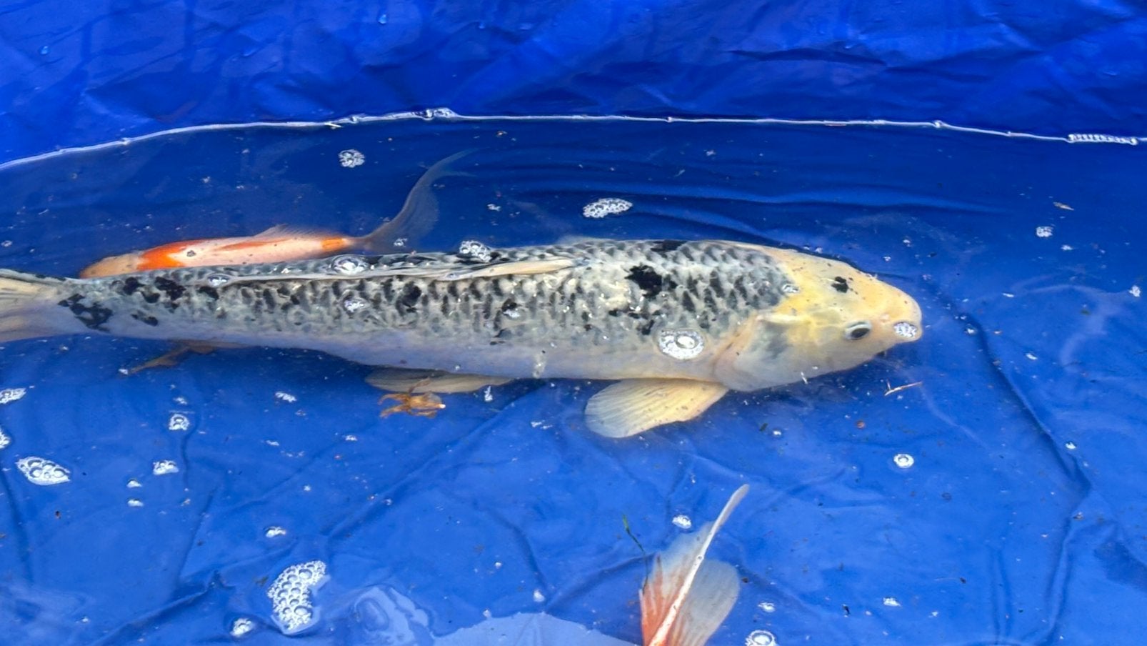 Koi, Dieren en Toebehoren
