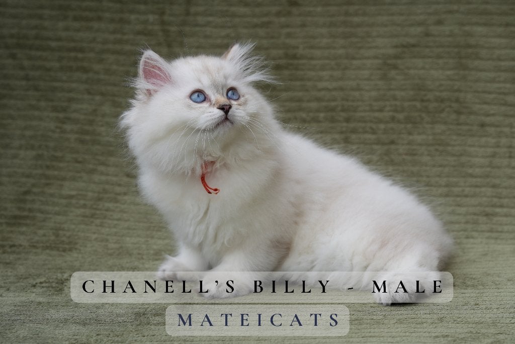British Longhair Blue - Lilac Point, Animaux & Accessoires, Chats & Chatons | Chats de race | Poil long, Plusieurs animaux, 0 à 2 ans