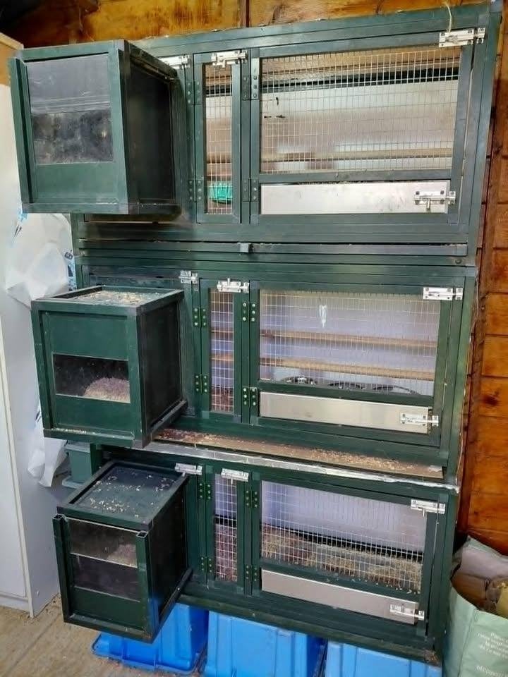 cages élevage perruches conures perroquets, Enlèvement ou Envoi