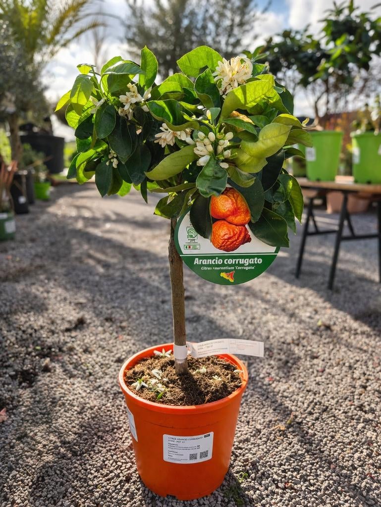 Citrus Sinensis - Sinaasappel, Tuin en Terras, Ophalen