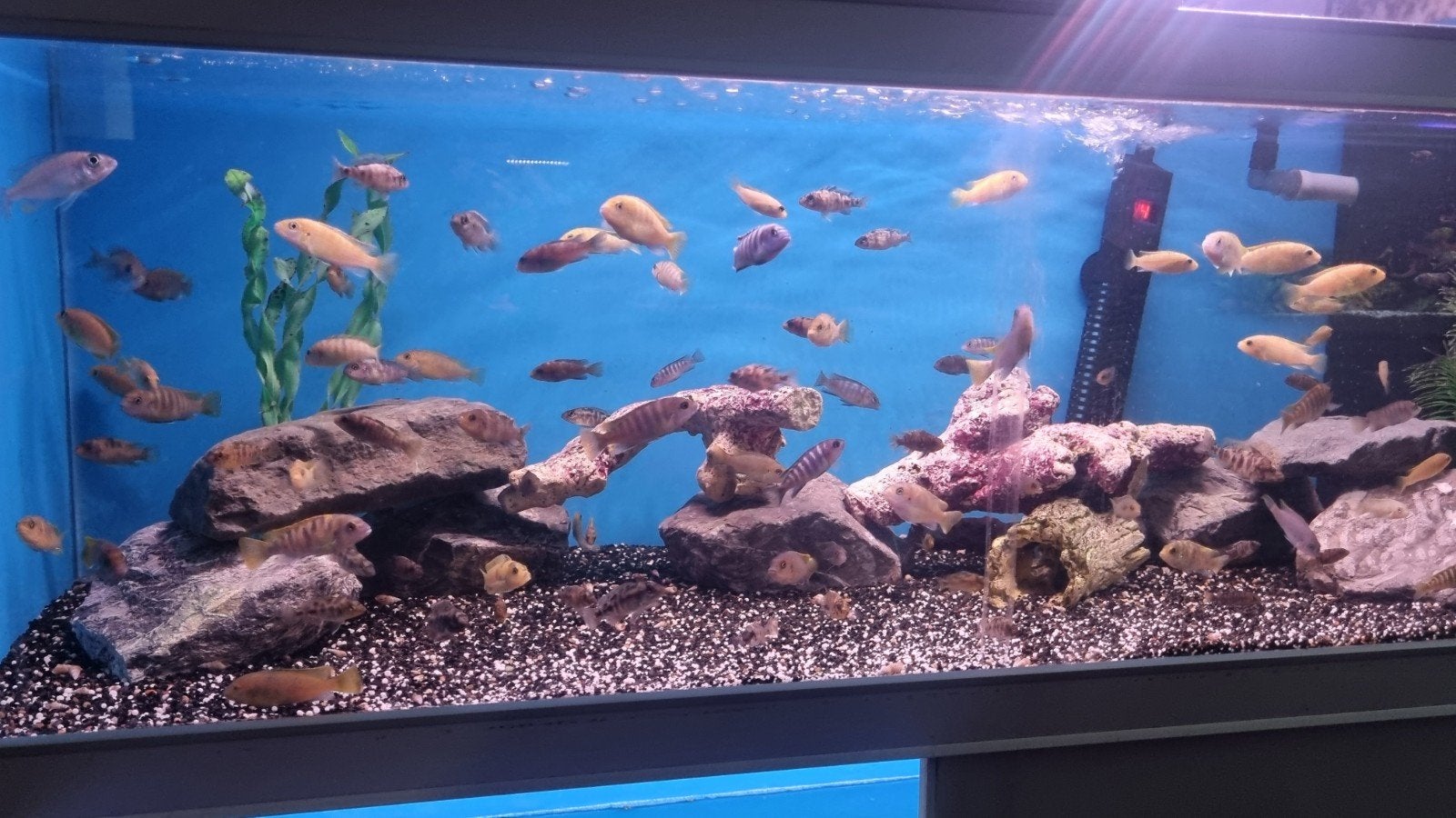 Jonge malawi cichliden mix, Vis, Zoetwatervis, Schoolvis