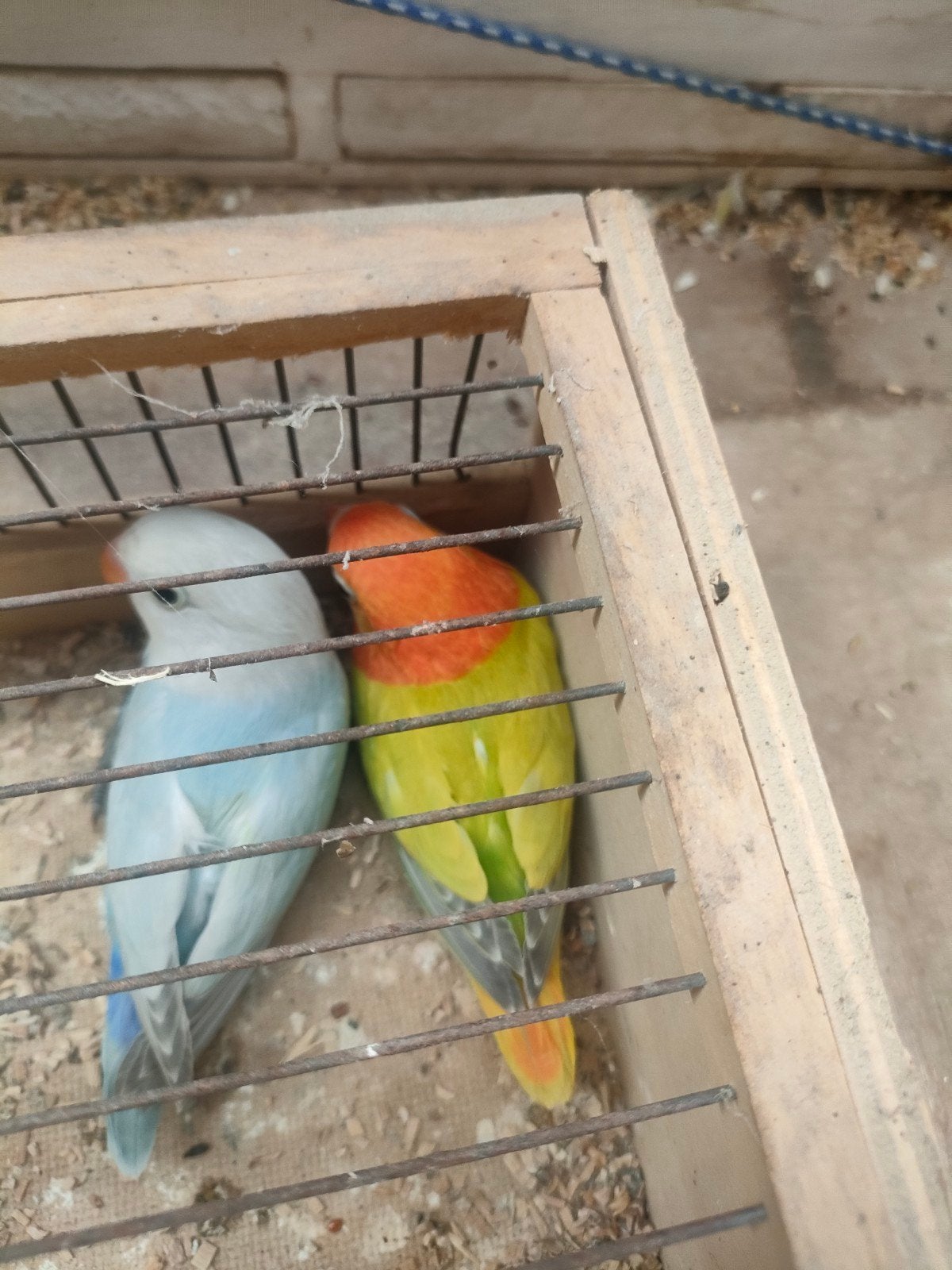 Fischeri, Geslacht onbekend, Dwergpapegaai of Agapornis, Geringd