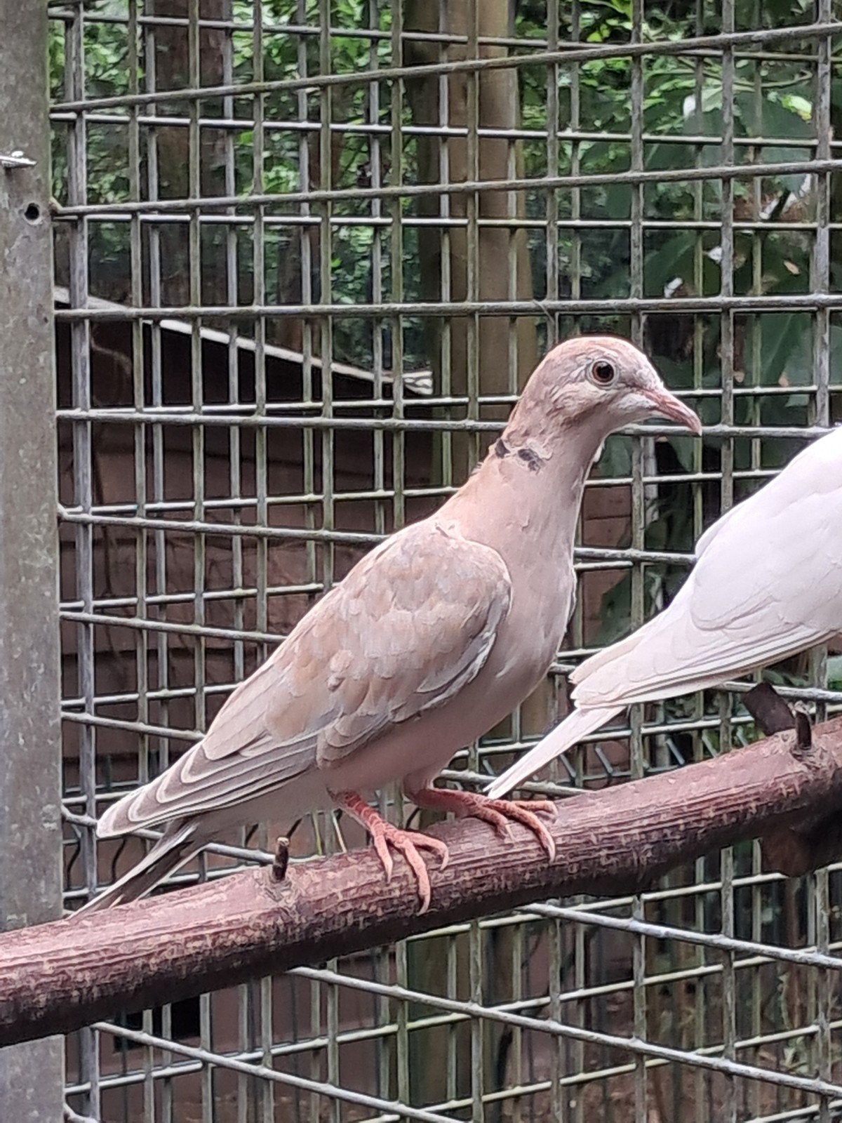 Tortelduif