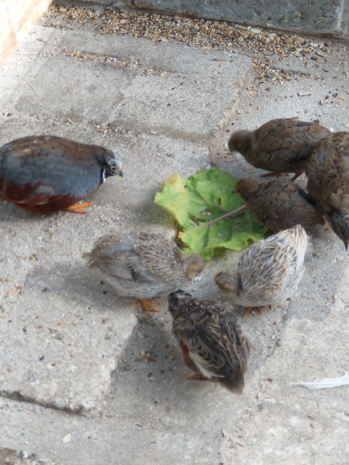 chinese dwergkwartels, Dieren en Toebehoren, Vogels | Overige Vogels, Meerdere dieren, Tropenvogel
