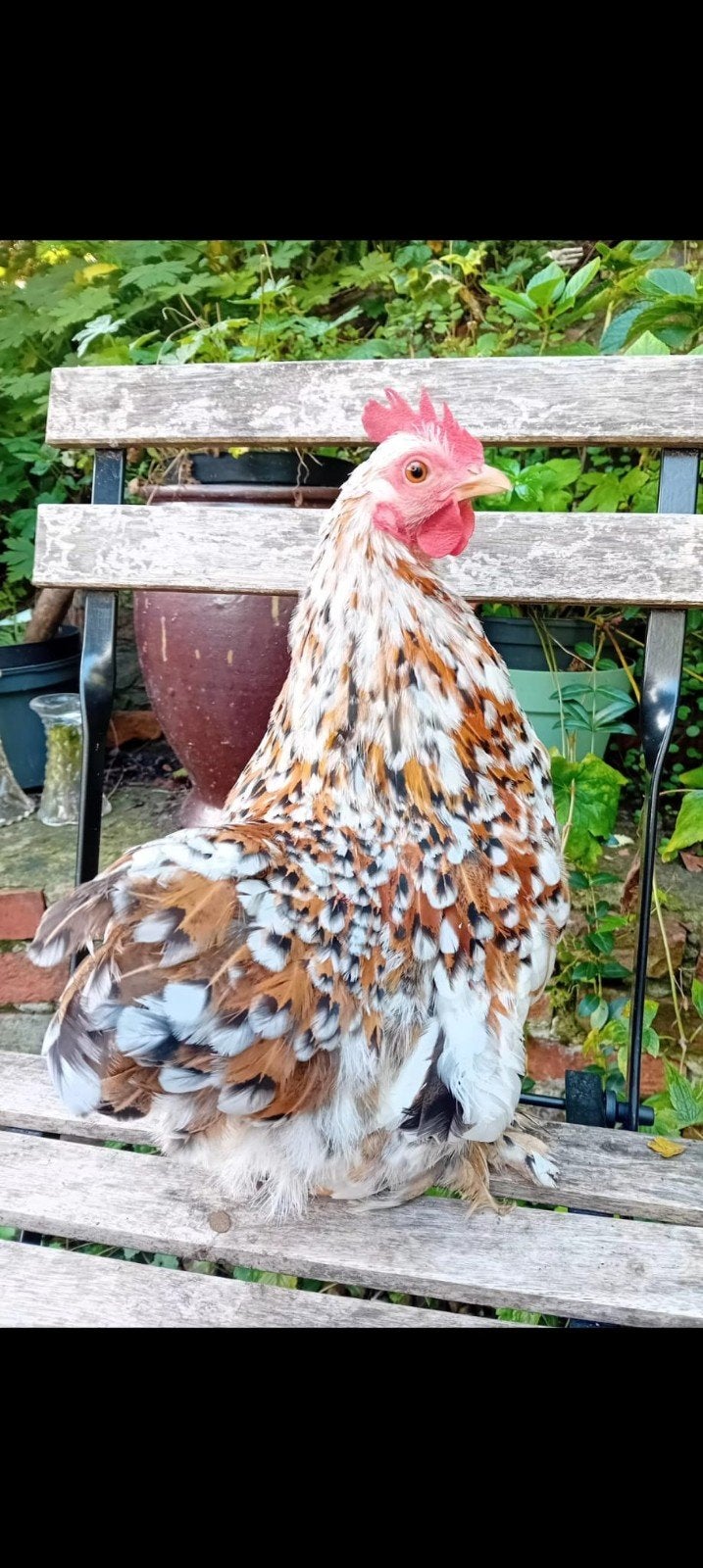 krielkippen, Femelle, Poule ou poulet