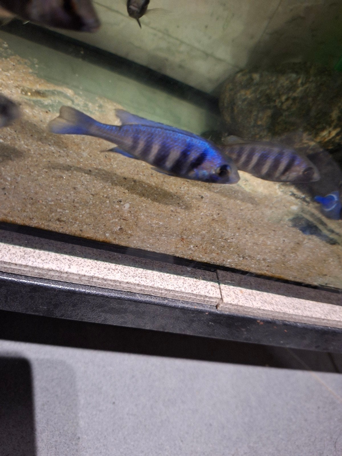 Cichlides malawi placidochromis tanzania