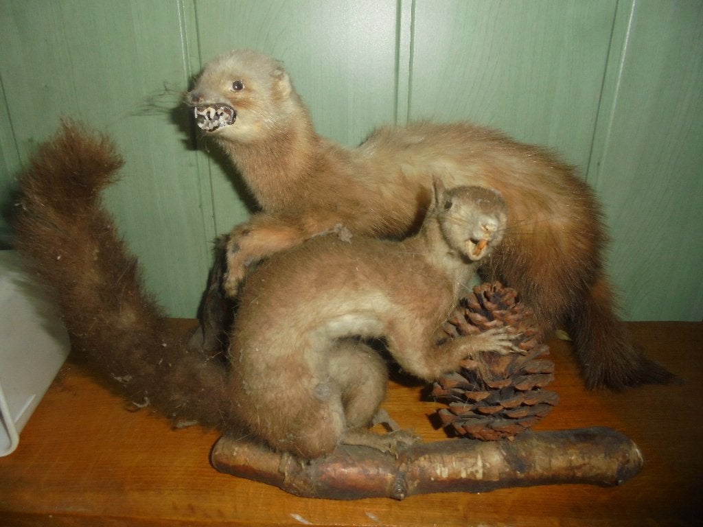 2 opgezette beestjes taxidermie eekhoorn en ?, Ophalen of Verzenden, Gebruikt, Wild dier, Opgezet dier