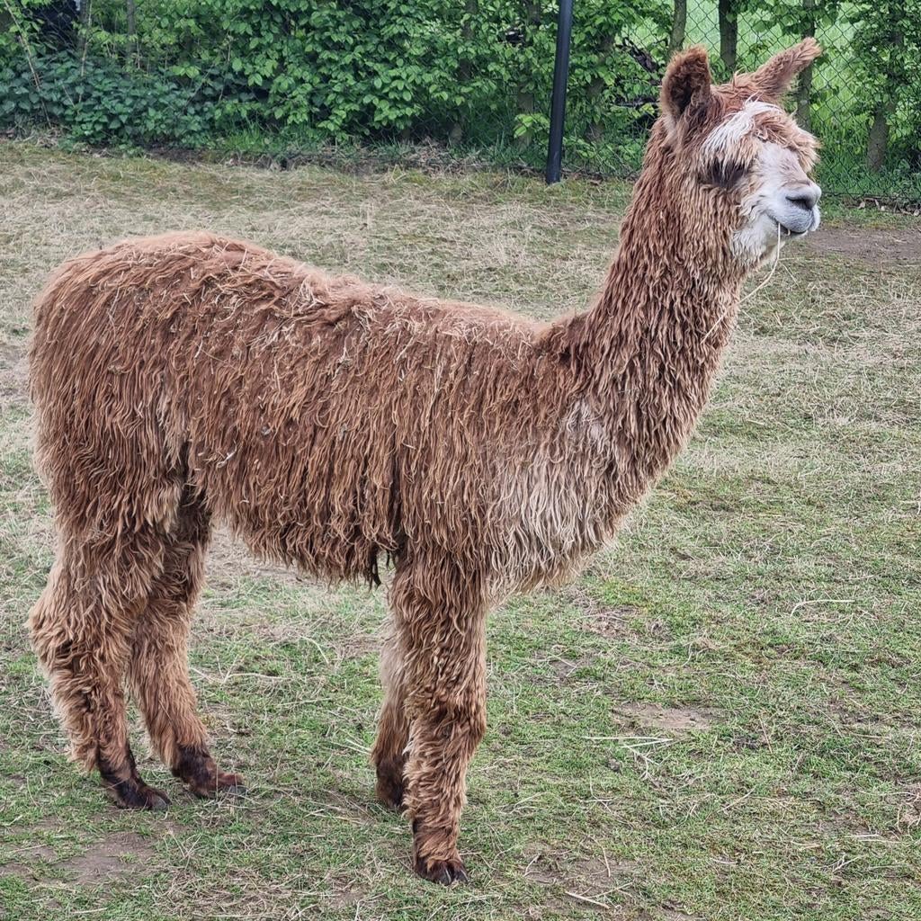 Étalon Alpaca suri, race pure, 1 an, Mai, Mâle