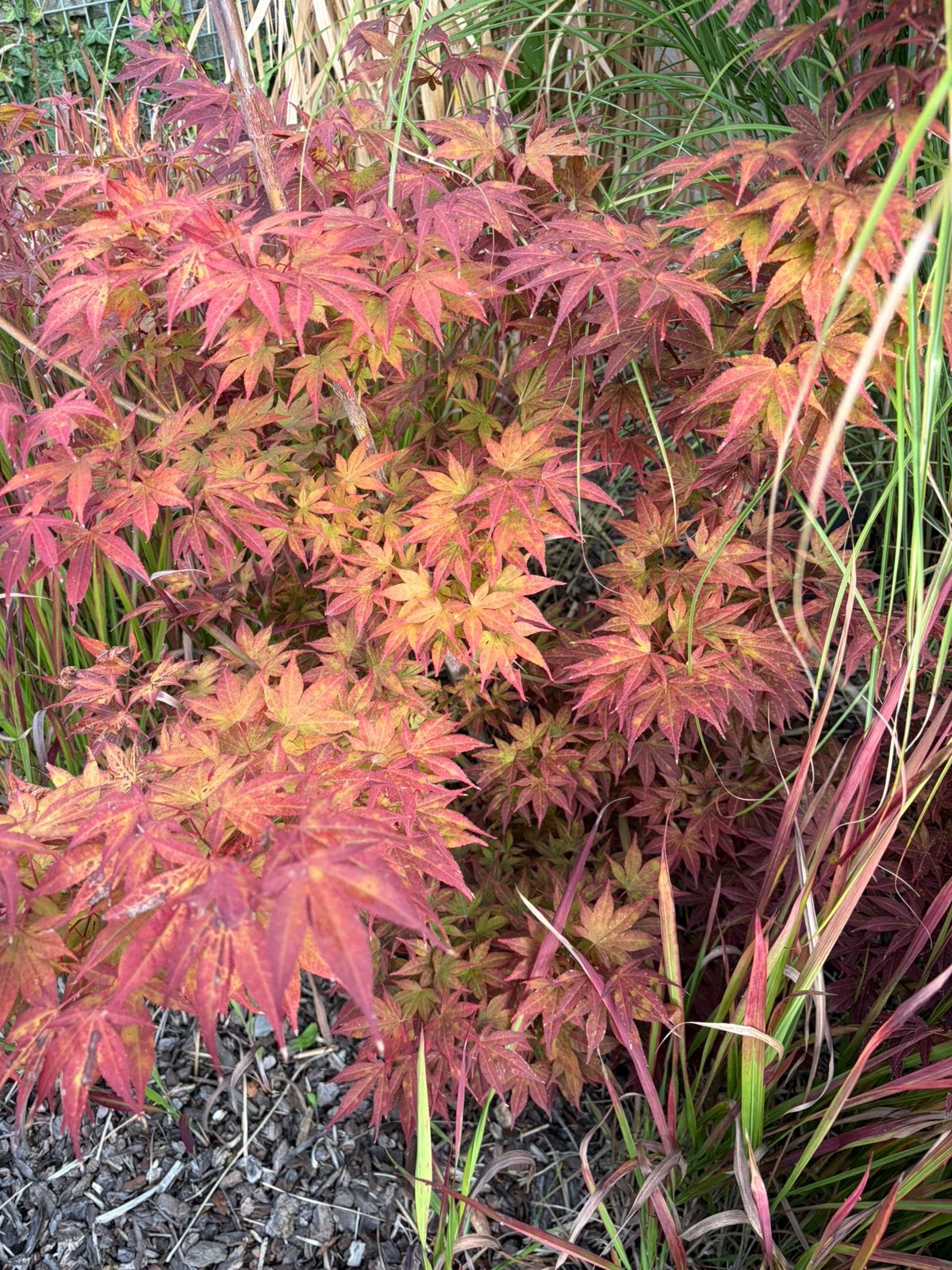 Japanse Acer 1,5m, Ophalen, Vaste plant, Overige soorten