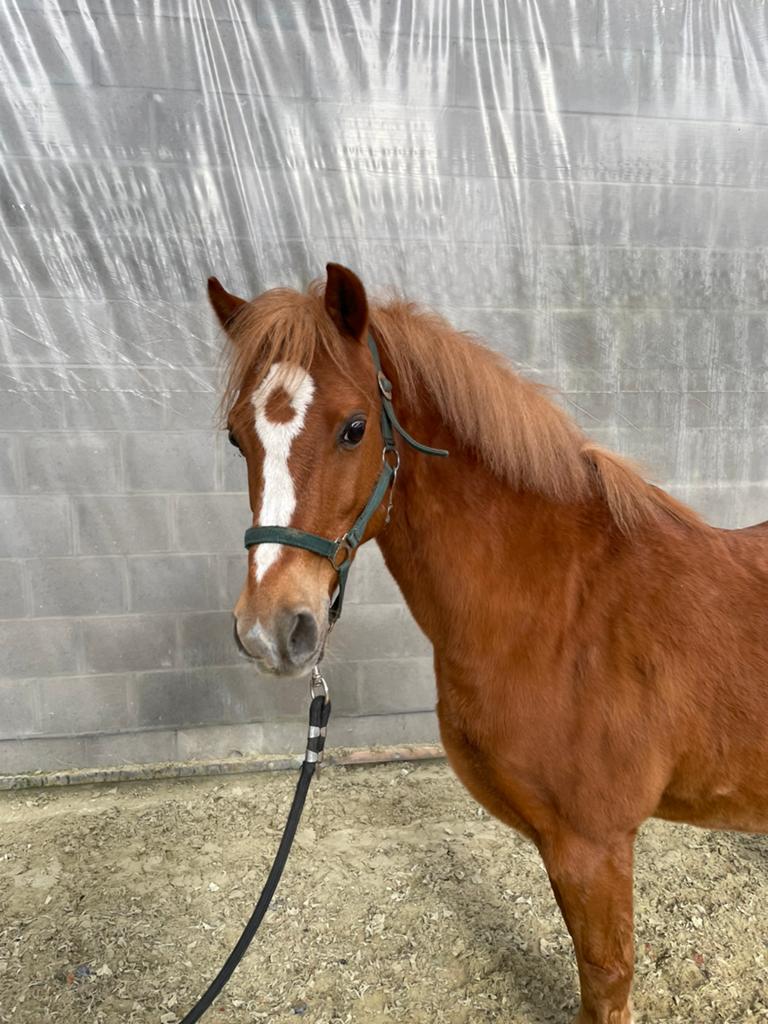 Welsh ruin 1,30, sport-kinderpony, Animaux & Accessoires, Poneys, Hongre, Z, Poney C (1.27 m à 1.37m), Poney d'attelage, 11 ans ou plus