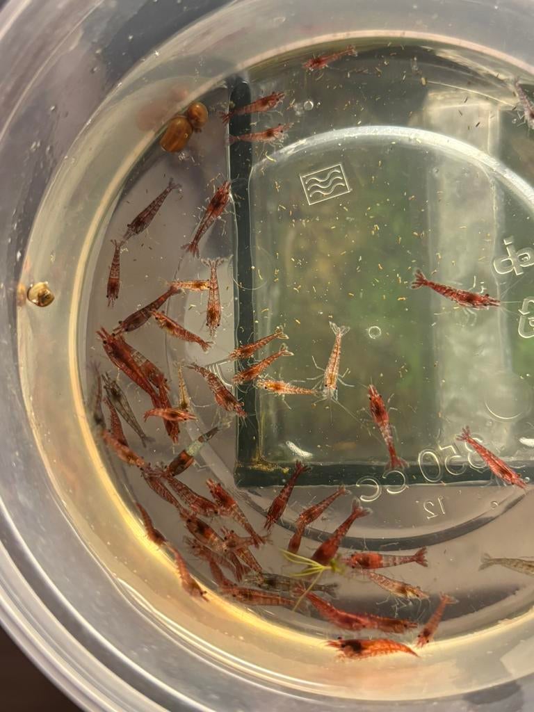 50 tal vuurgarnalen, Dieren en Toebehoren, Kreeft, Krab of Garnaal, Zoetwatervis, Schoolvis