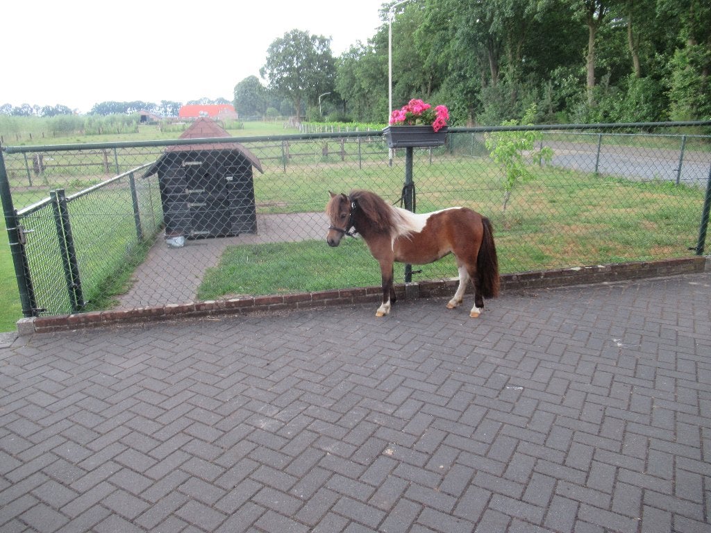 2 prachtige minipaardjes merrietjes, Dieren en Toebehoren, Pony's, Merrie, M, Gechipt, 0 tot 2 jaar