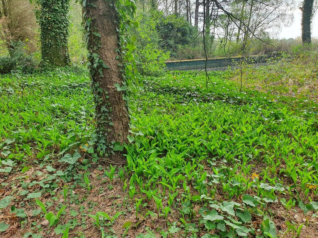 bosgrond te koop, Immo, Zutendaal, Verkoop zonder makelaar, 1500 m² of meer