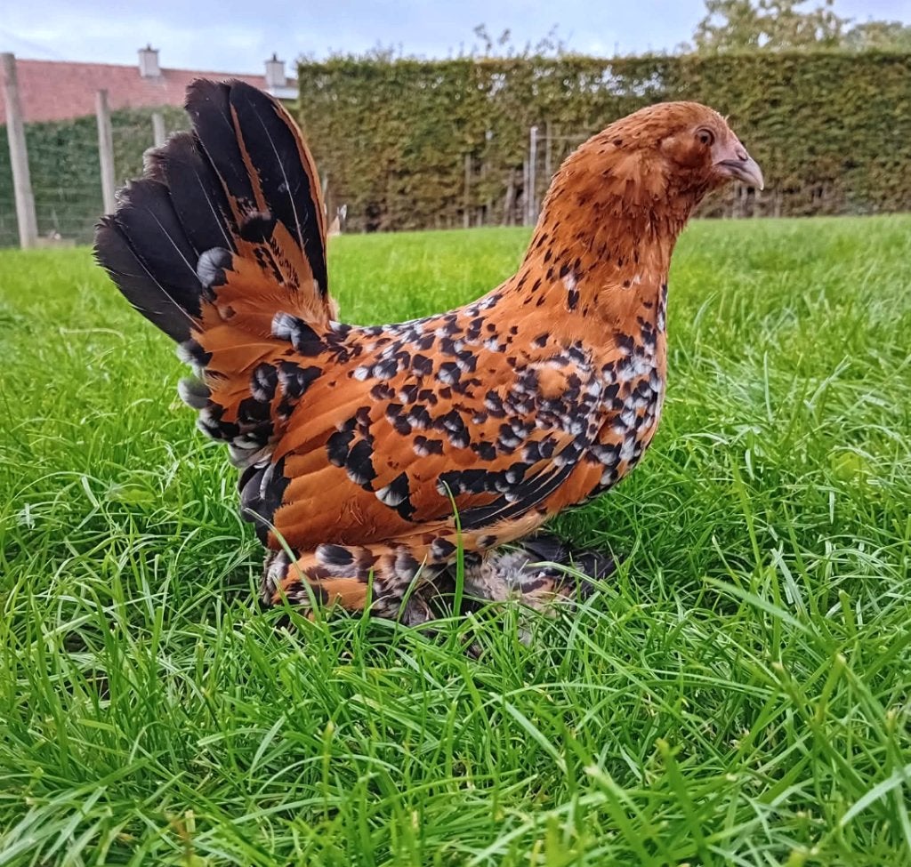 Gebaarde sabelpootkriel hen/hennen te koop, Femelle, Poule ou poulet
