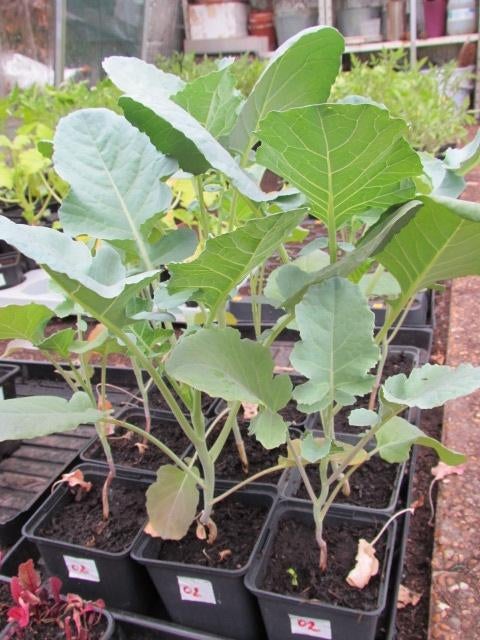 moestuinplanten, Jardin & Terrasse, Plantes | Jardin, Ne fleurit pas, Annuelle, Plein soleil, Enlèvement