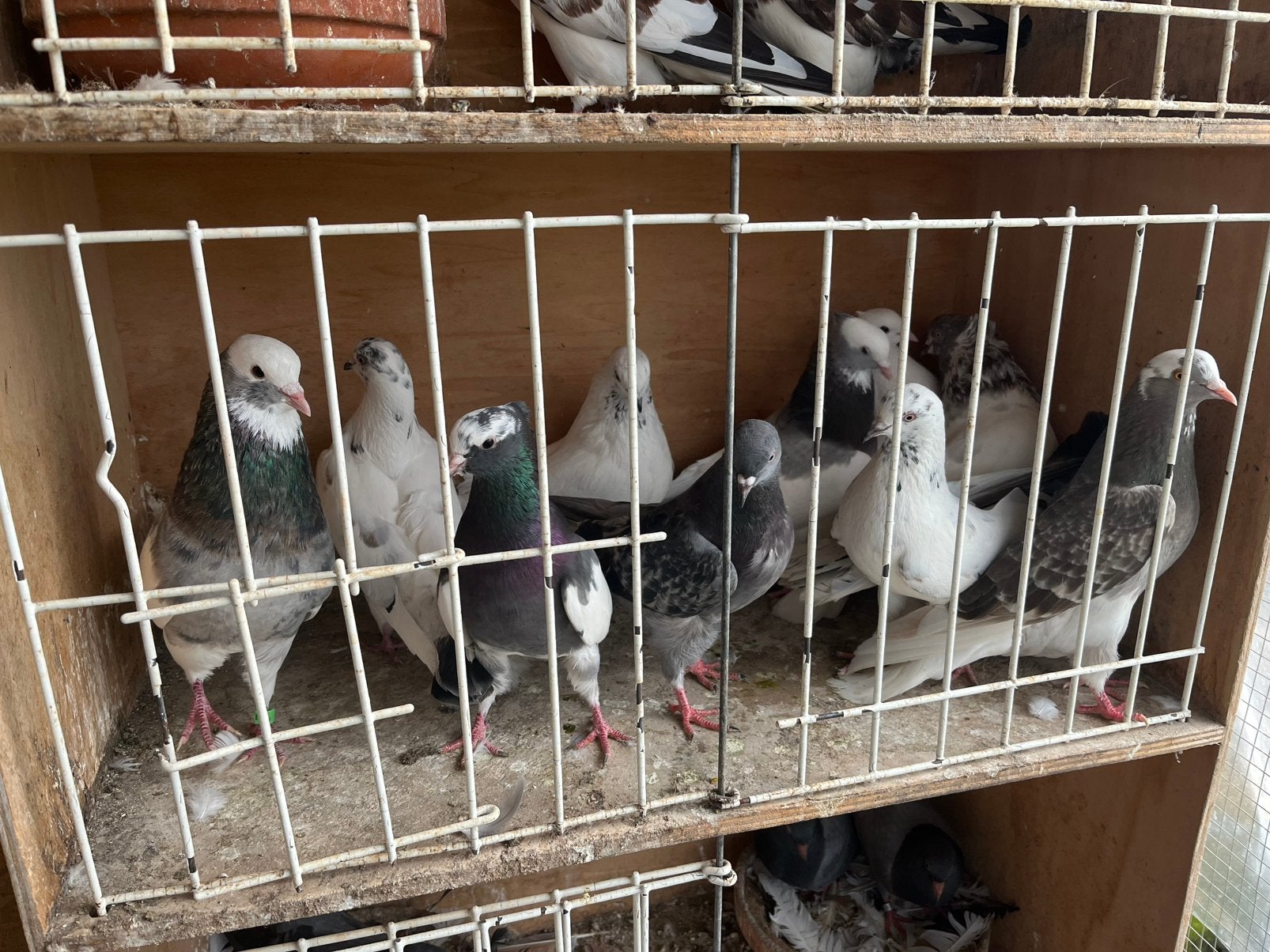 Perzisch duiven, Animaux & Accessoires, Sexe inconnu, Autres espèces