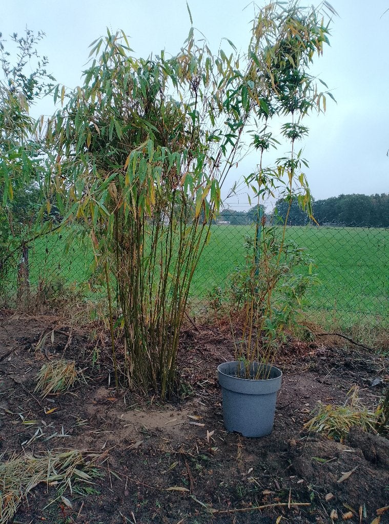 Plants de bambou en motte ou en pot, Jardin & Terrasse, Enlèvement, Bambou, Haie